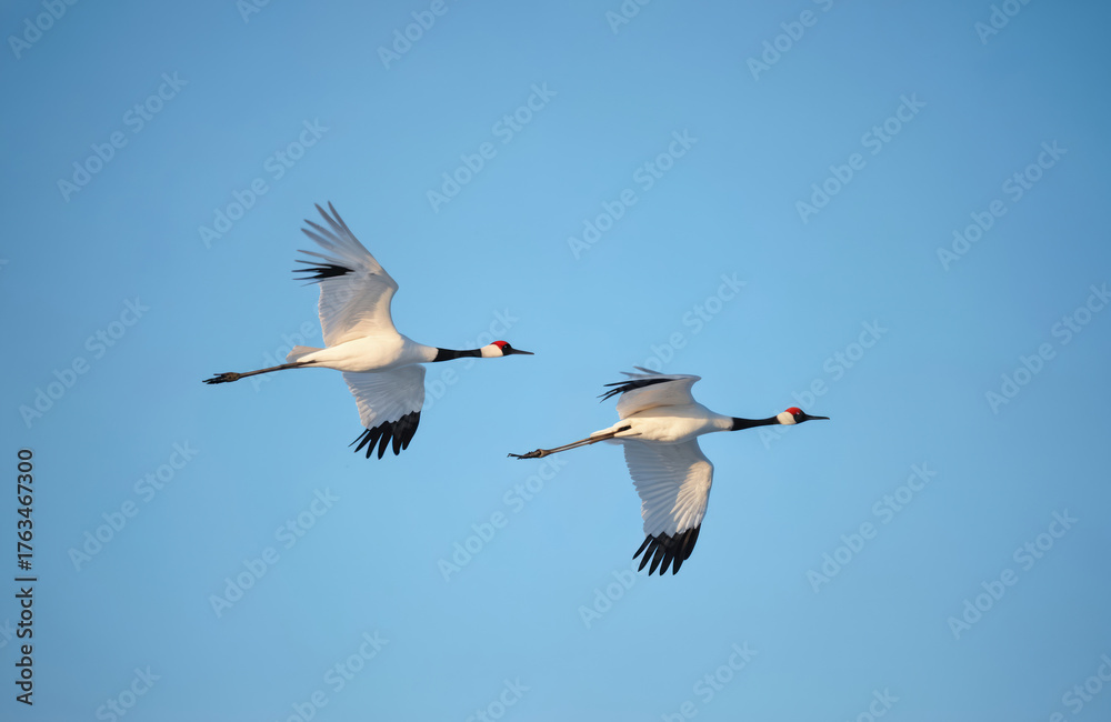 Fototapeta premium Two red crowned cranes fly across a clear blue sky in winter. These elegant birds have white bodies and black wing tips. Their distinctive red crowns are visible on their heads.