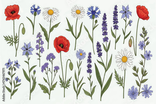 Vibrant botanically accurate wildflower illustration