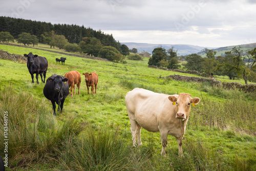 Herd of cows in a field in Nidderdale, Yorkshire Dales, UK