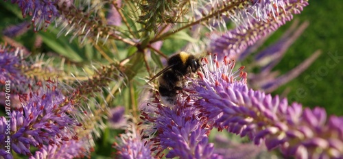 Hummel auf Kandelaber Ehrenpreis
