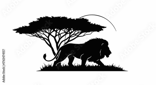 Majestic lion walks proudly under an acacia tree in the African savanna at sunset.