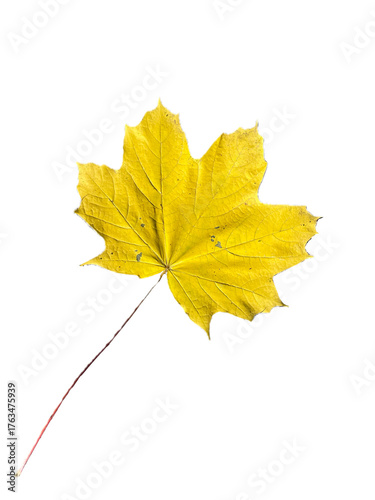Plakat yellow maple leaf isolated