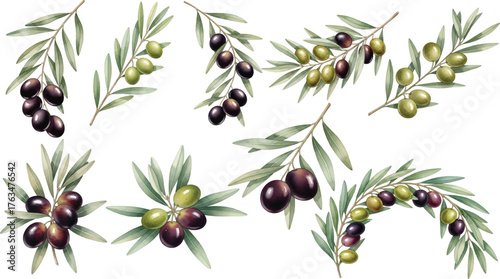 Olive branch illustrations, perfect for gluten free or non gluten food allergy product dietary label for apps and websites