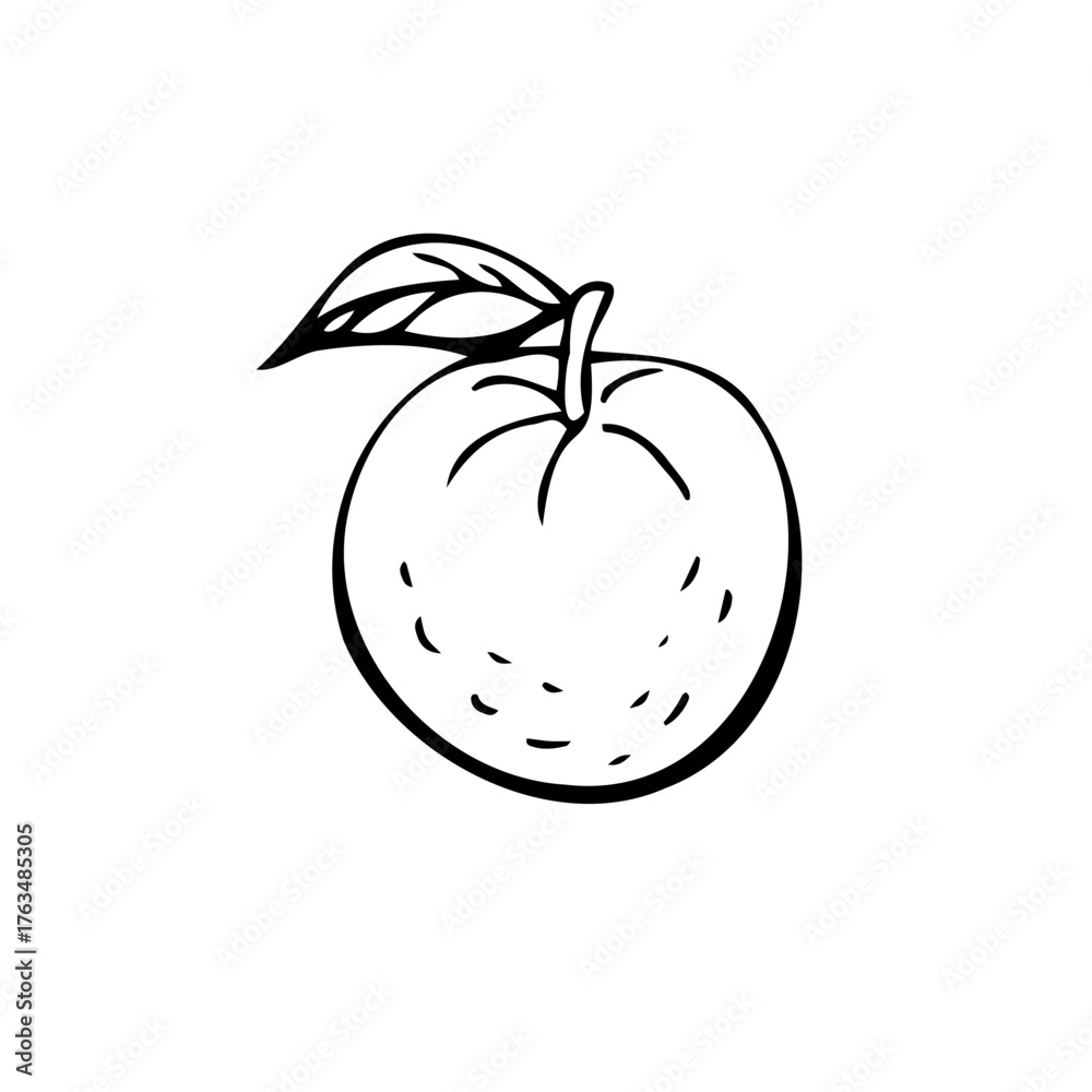 Obraz premium Tangerines thin black lines on a white background - Vector illustration
