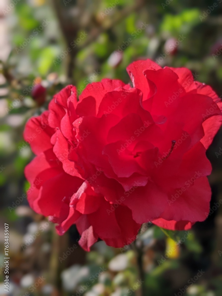 Fototapeta premium Red anjelina flower blooms in the garden 