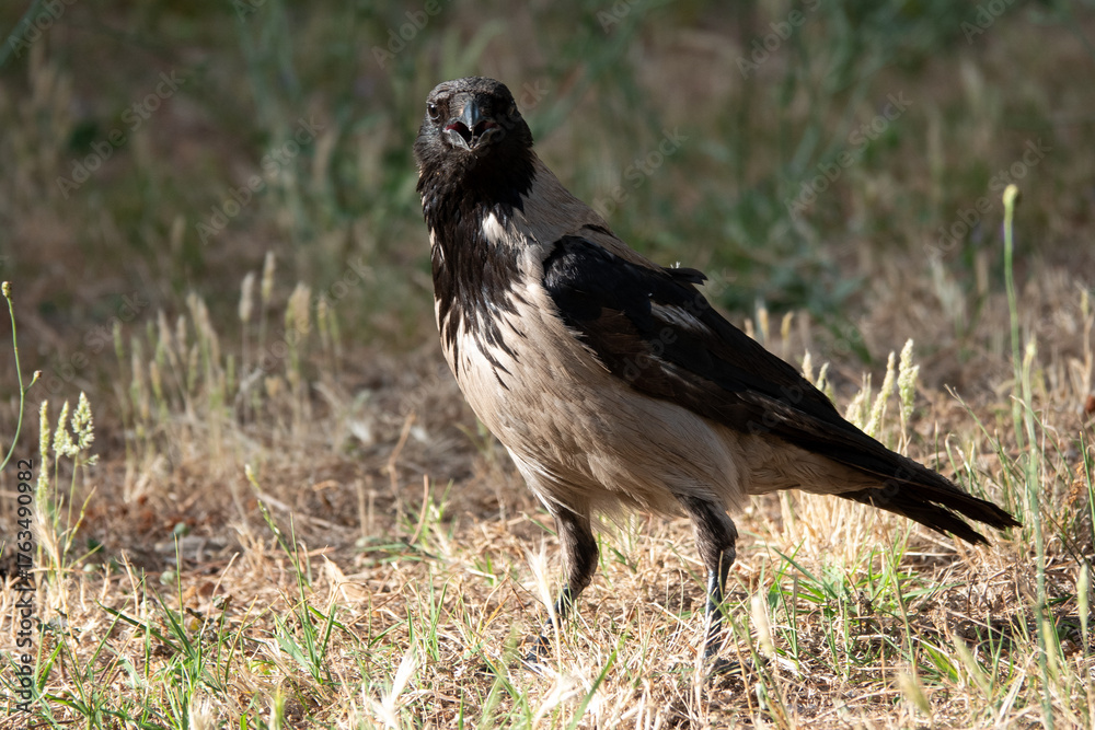 Fototapeta premium Perplexed crow looking at the camera