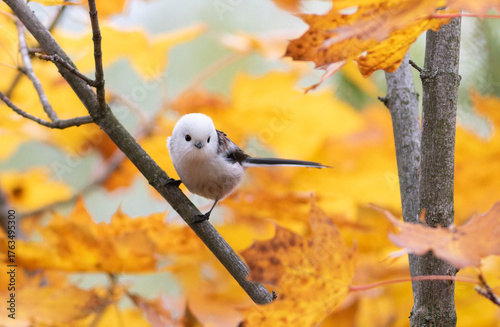 Foto Long-tailed tit, Aegithalos caudatus