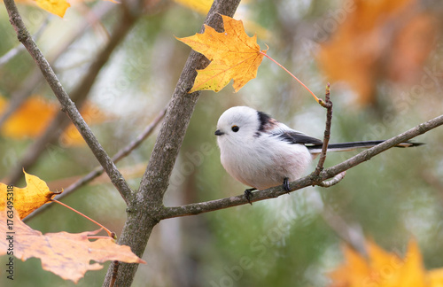 Tableau sur toile Long-tailed tit, Aegithalos caudatus