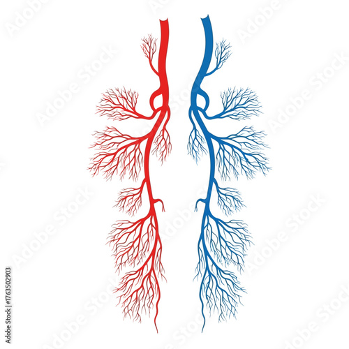 Illustration of the human circulatory system with arteries and veins. Vector Illustrations. EPS Editable