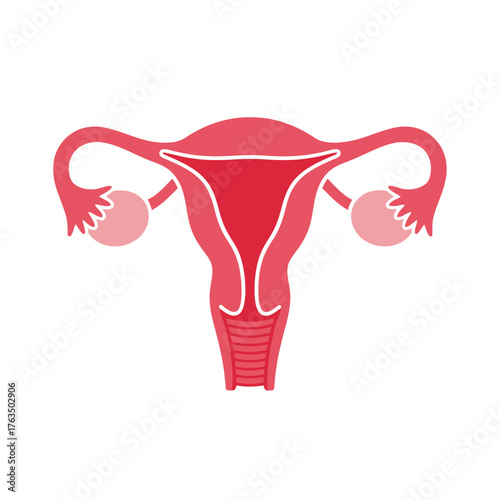 Illustration of the female reproductive system anatomy including uterus ovaries and fallopian tubes. Vector Illustrations. EPS Editable