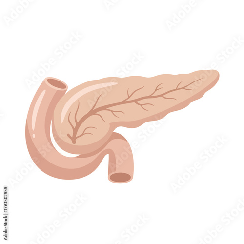 Illustration of the human pancreas and duodenum anatomy. Vector Illustrations. EPS Editable
