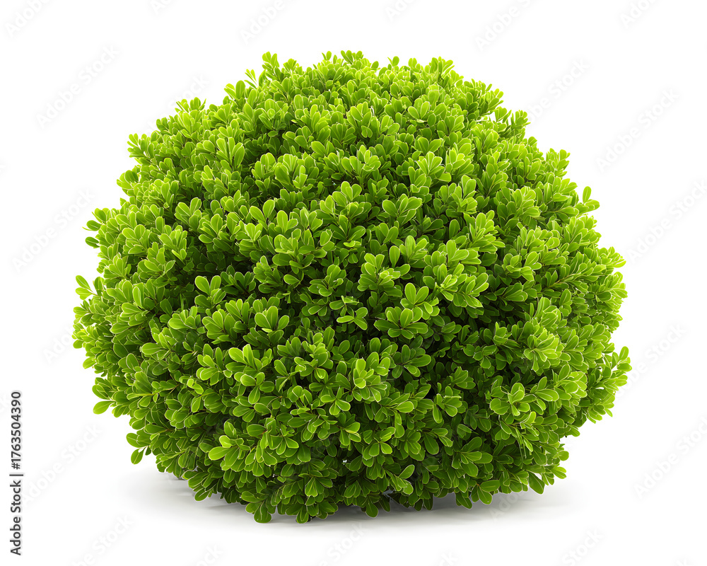 Fototapeta premium A lush, rounded green shrub, full and vibrant to emphasize its rich texture and shape, isolated on white background.