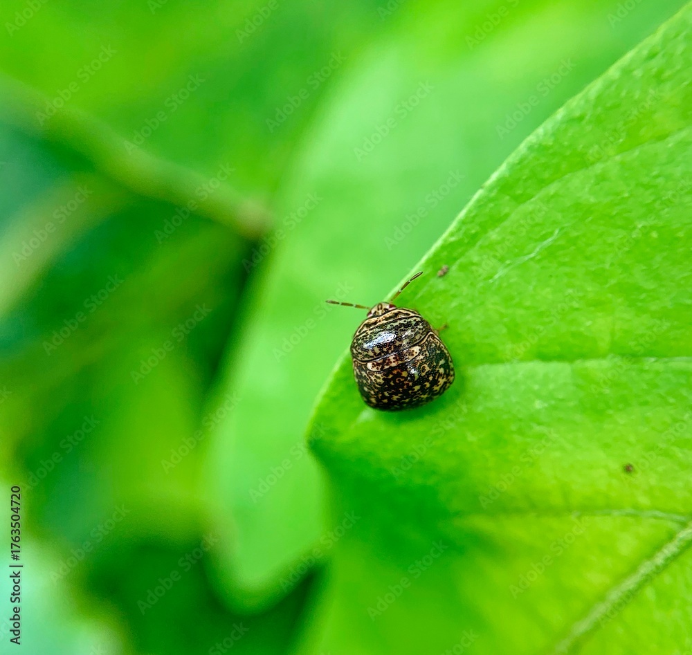 Fototapeta premium Red ladybug on green leaf