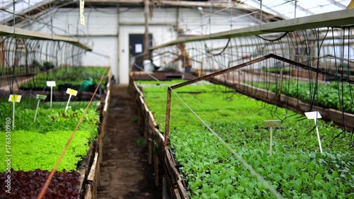 Automatic irrigation system spraying water on young vegetable seedlings growing in long rows inside a large, modern greenhouse, promoting healthy plant growth and sustainable agriculture