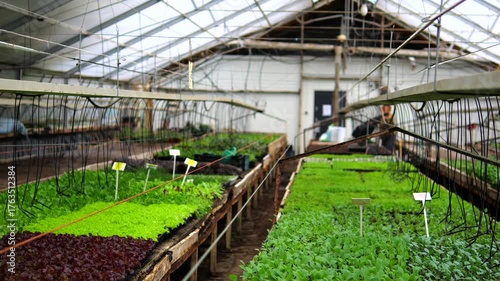Various vegetable seedlings, including green and red lettuce, sprouting in trays inside a large, modern greenhouse, showcasing sustainable agriculture and organic food production methods