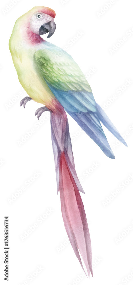 Fototapeta premium Watercolor Tropical Parrot PNG