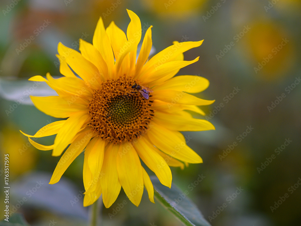 Fototapeta premium A vibrant sunflower (Helianthus annuus) with bright yellow petals and a large, round central disc is featured prominently. A bee is perched on the center.