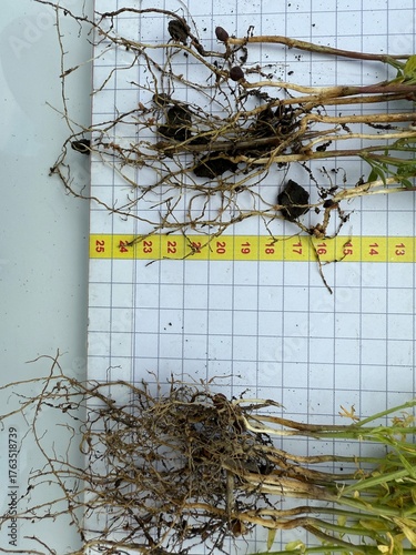 A Detailed Comparison of Root Structures Observed in a Plant Growth Experiment Conducted