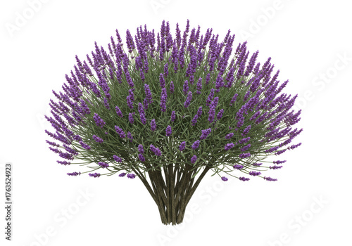 Photography Isolated lavender plant with vibrant purple flowers, bushy shrub for garden deco