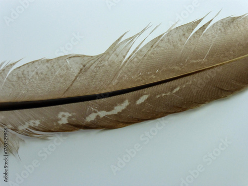 Close-up of a Partridge Feather Isolated on White Background