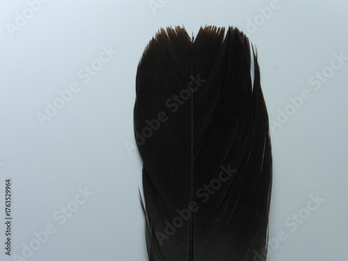 Close-up of a Black Crow Feather Isolated on White Background