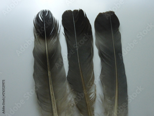 Three Black Crow Feathers Isolated on White Background