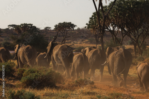 Canvas Print elephant