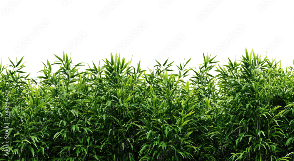 Obraz premium Dense, vibrant green vegetation against a stark black background, creating a natural boundary