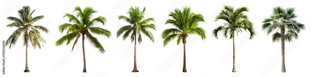 Obraz premium Tropical palm trees collection