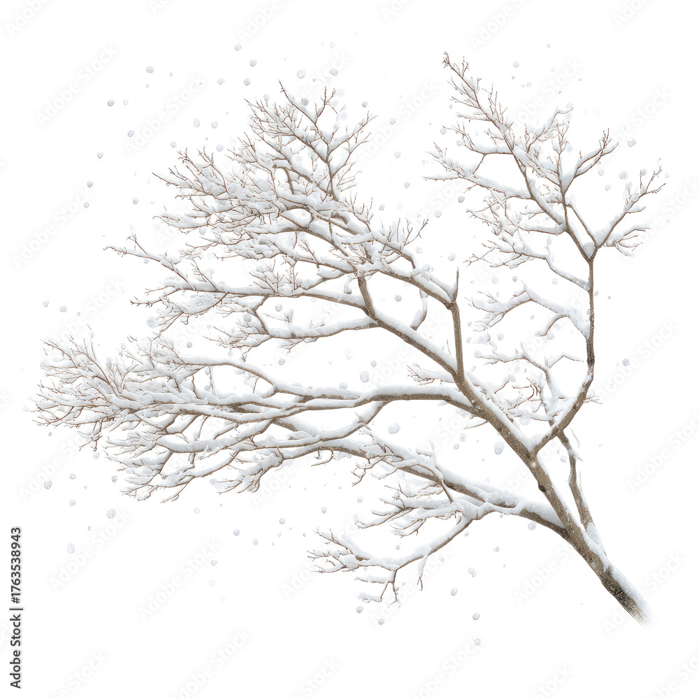 Fototapeta premium A delicate snow-covered branch, isolated against a dark background, perfect for seasonal design