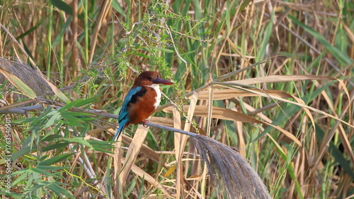 Foto White-throated Kingfisher (Halcyon smyrnensis)