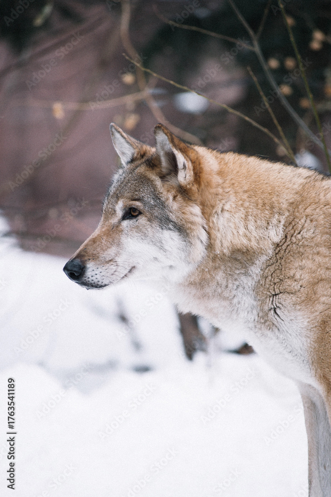 Obraz premium gray wolf canis lupus