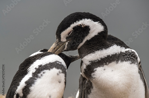 Schilderij op canvas Magellanic penguin, Caleta Valdes, peninsula Valdes, Chubut Province, Patagonia