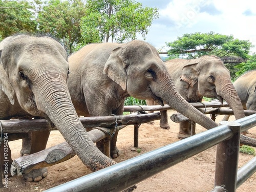 Photography An Asian elephant at a zoo close up