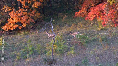 Roe Deer in natural ambient, escape (Capreolus capreolus) - (4K)