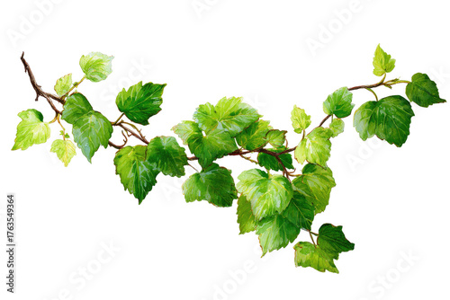 Wallpaper Mural A detailed illustration of a vibrant green ivy branch, leaves, and intricate brown stems isolated Torontodigital.ca