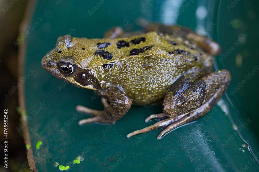 Fototapeta premium Common frog on the pond's edging.
