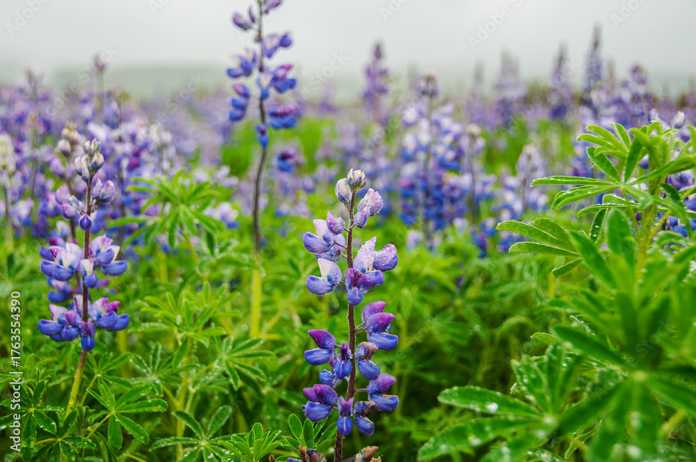 Obraz premium Wild blue lupin in Iceland