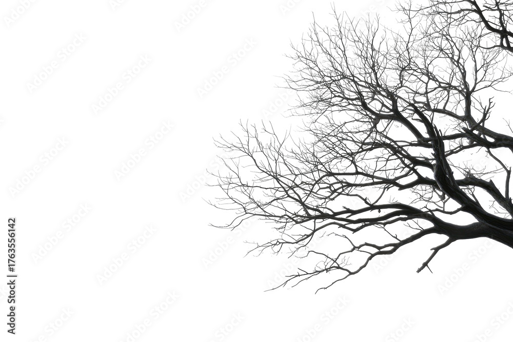 Obraz premium Abstract illustration of a bare, frosted tree branch against a stark black background