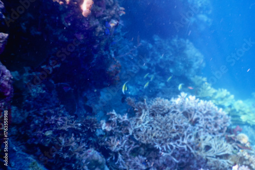 coral reef with fish