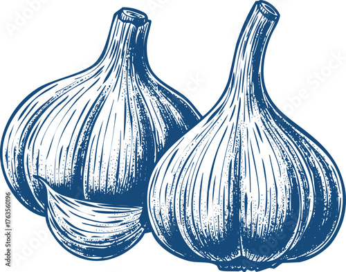 Vintage Style Illustration of Two Garlic Bulbs and a Clove on White Background herb spice