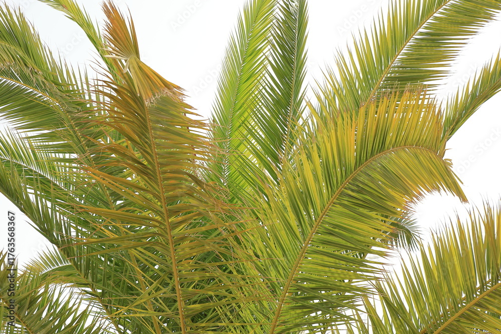 Fototapeta premium Palm Leaves in Djerba, Tunisia