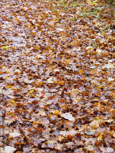 落ち葉の背景