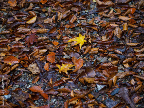 落ち葉の背景