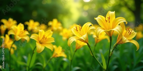 Vibrant Yellow Lilies in a Lush Garden Setting, Bathed in Soft Sunlight, Creating a Serene and Peaceful Atmosphere