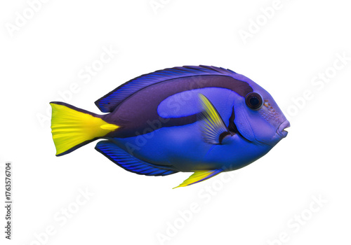 Fotografie Isolated bright blue tang fish swimming, colorful coral reef life in the ocean,
