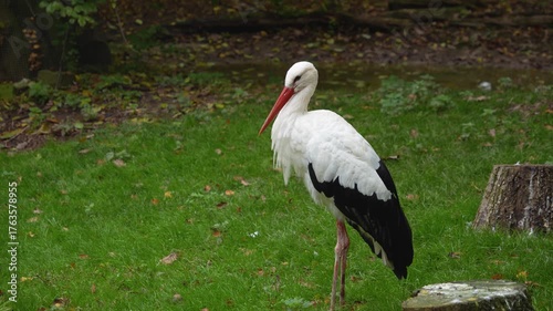 Close up of a stork standing and looking around a meadow on a cloudy day.