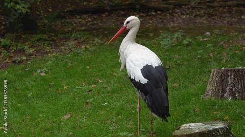 Close up of a stork standing and looking around a meadow on a cloudy day.