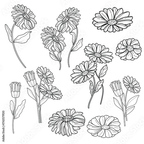 Hand-drawn Calendula Flowers Line Art Set. Botanical illustrations of daisy-like blooms and buds for coloring and design.