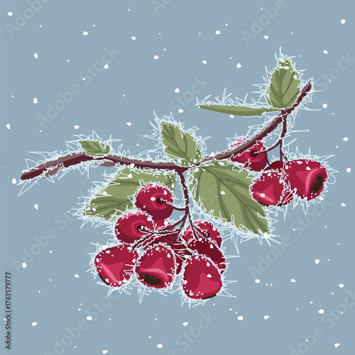 A branch with ripe, burgundy cotoneaster berries covered with frost and falling snow. Vector illustration of a winter nature element.